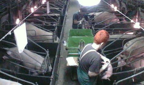 Novi pretresljivi posnetki s slovenske farme #video