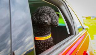 Voznik za volan, pes pa v naročje: kako preprečiti tragedijo?