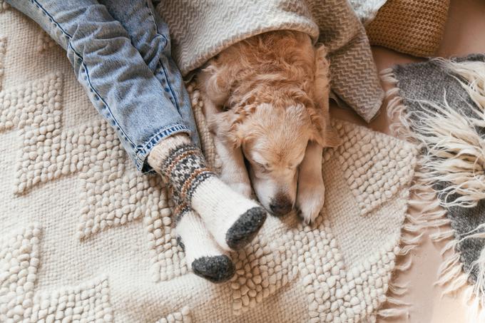 ogrevanje, pes, kužek, hišni ljubjenček | Foto: Shutterstock