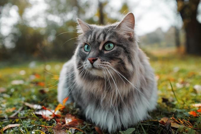 Mačka | Foto: Shutterstock