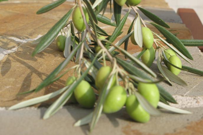 olive | Foto STA