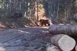 Med sečnjo v gozdu posnel medvedjo družinico #video