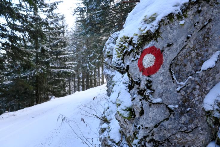 Po snegu po markirani gozdni cesti na Poldanovec | Foto: Matej Podgoršek