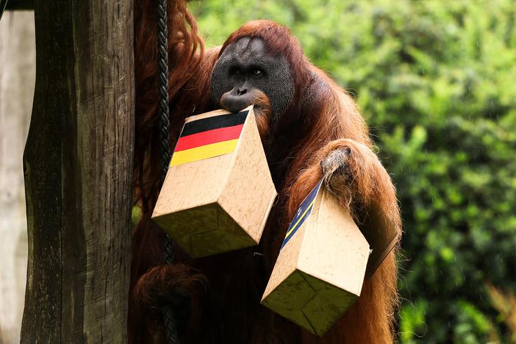 Orangutan Walter je vzel obe škatli, nato pa jedel le iz tiste, na kateri je bila zastava najmanjšega uzdeleženca svetovnih prvenstev vseh časov. | Foto: Reuters