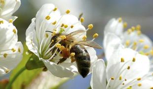 Kako ravnati ob piku čebele?
