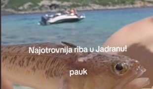 Eno najbolj strupenih rib v Jadranu posneli v plitvi vodi: Vbod je grozen, bolečina je nepopisna! #video
