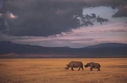 Divji lovci lani v Južnoafriški republiki pobili tisoč nosorogov