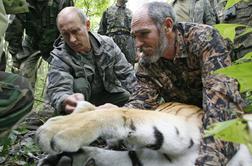 "Putinov vohun", sibirski tiger Kuzia, prebegnil na Kitajsko