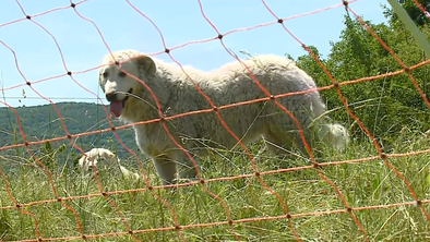 Obramba pred zvermi: kmetje s psi čuvaji opažajo manj pokolov #video