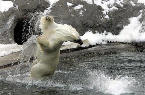 Ruske medvede vendarle premagal zimski spanec