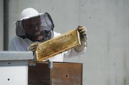 Vlada potrdila podlago za finančno pomoč čebelarjem