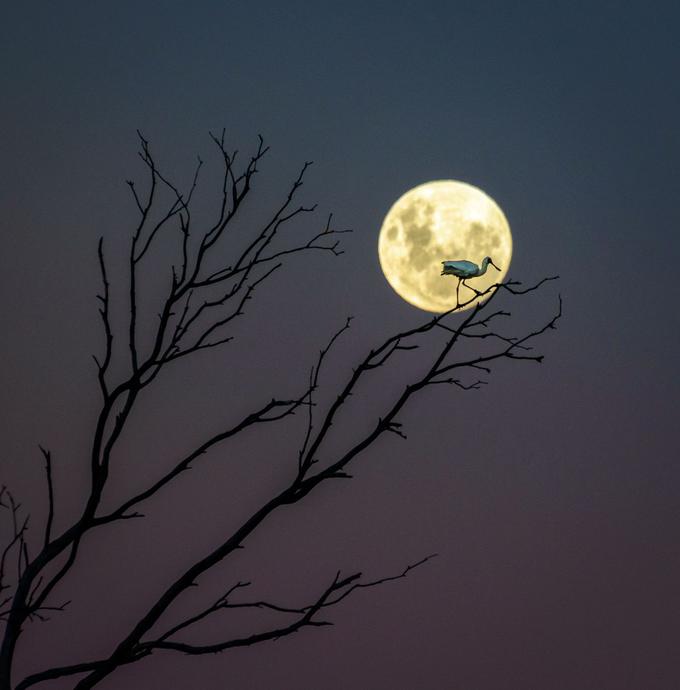 Ptico žličarko osvetljuje skoraj polna luna v zalivu Hawke na Severnem otoku Nove Zelandije. Foto: Andrew Caldwell. | Foto: 