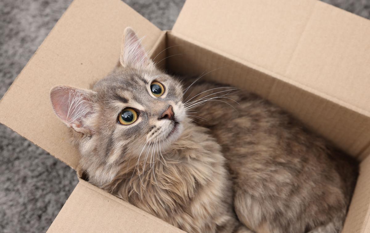 mačka v škatli | Radovedna mačka se je najverjetneje prikradla v kartonasto škatlo ter se v njej neopazno ulegla in zaspala. Fotografija je simbolična. | Foto Shutterstock
