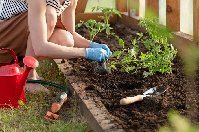 vrt, vrtnarjenje, sadike | Foto Shutterstock
