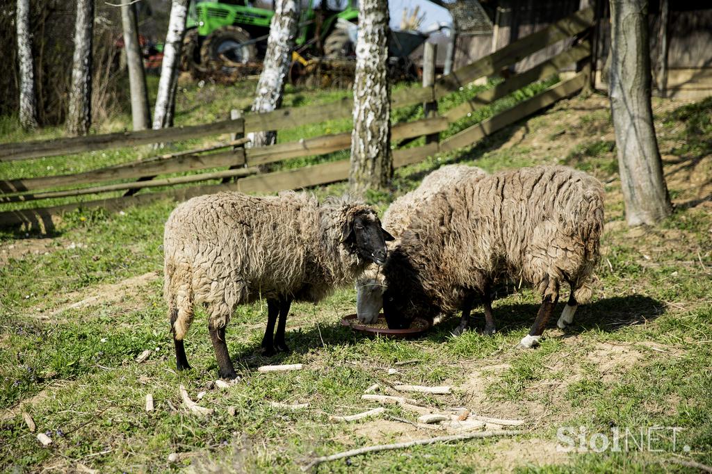 Stanko Valpatič ekološka kmetija vegan veganski izdelki Za naravo Društvo za osvoboditev živali krava veganstvo hrana