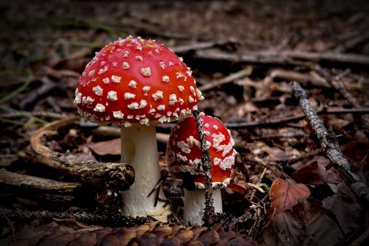 Nepoznavalci jo lahko zamenjajo za rdečo mušnico, še posebej po dežju, ko se bele pike rdeče gobe sperejo. | Foto: Ana Kovač
