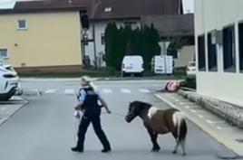 Izgubljeni poni s pomočjo policistov znova doma #video