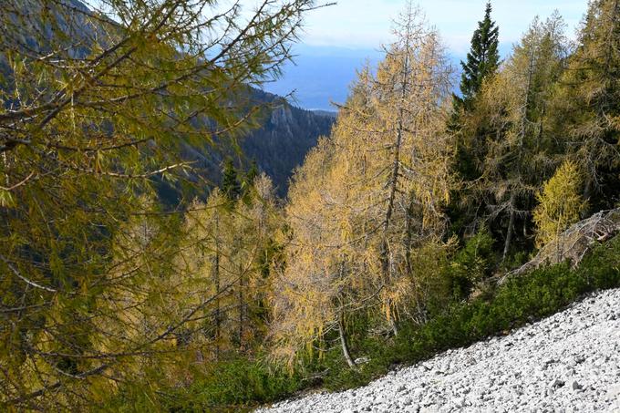 Zlati macesni pod pobočji Vrtače, na poti proti Srednjemu vrhu | Foto: Matej Podgoršek