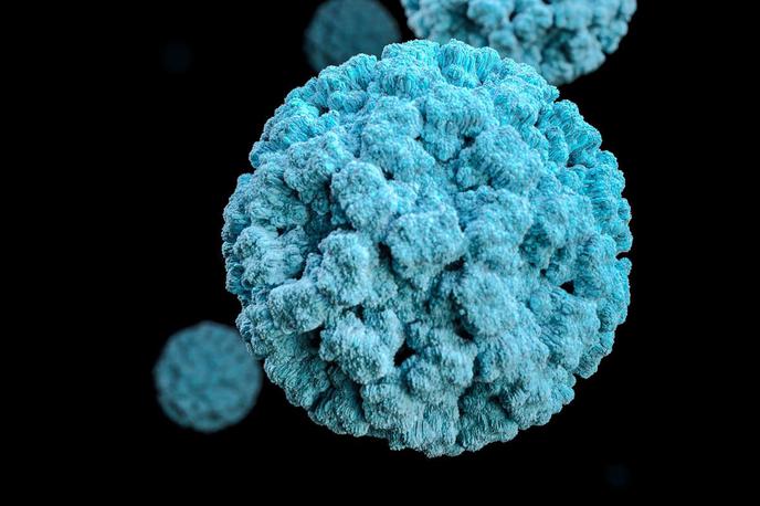 Hantavirus | Da se andski sev hantavirusa, ki so ga potrdili pri primeru z ladje, s človeka na človeka lahko širi le prek tesnega stika, je na novinarski konferenci WHO poudarila epidemiologinja Maria van Kerkhove. "To ni covid, to ni gripa, širi se zelo, zelo drugače," je dejala. | Foto Shutterstock