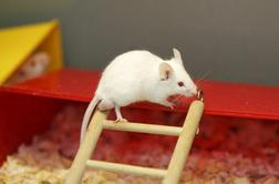 Znanstveniki ozdravili slepe miši