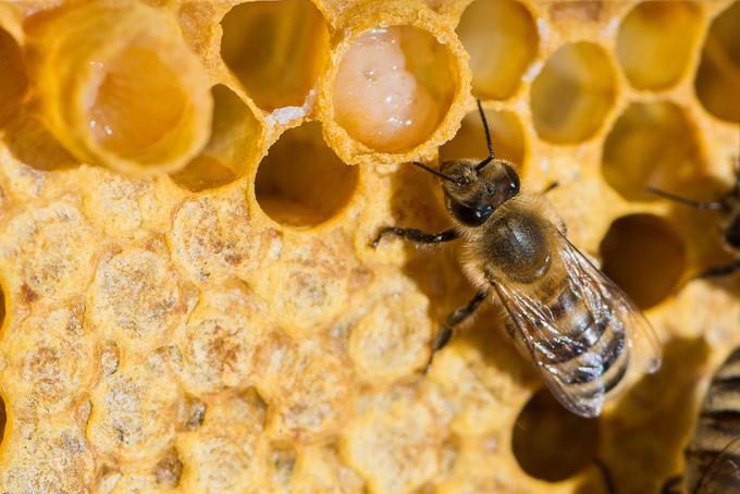 čebela, matični mleček | Foto: Shutterstock