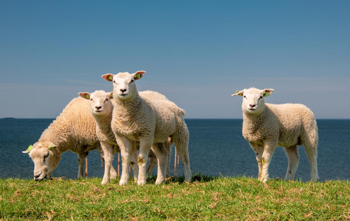 Ovca, ovce | Foto Shutterstock