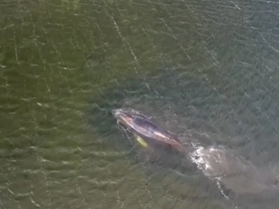 V Nemčiji je nasedel kit grbavec, znan kot Timmy #video