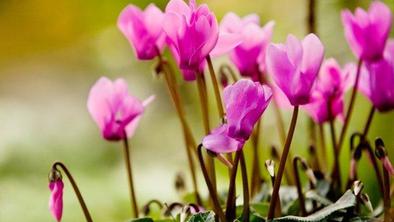 Polepšajte si zimo s tulipani, ciklamami in hijacintami