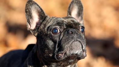 Po ugrizu psa v obraz potrebovala zdravniško pomoč