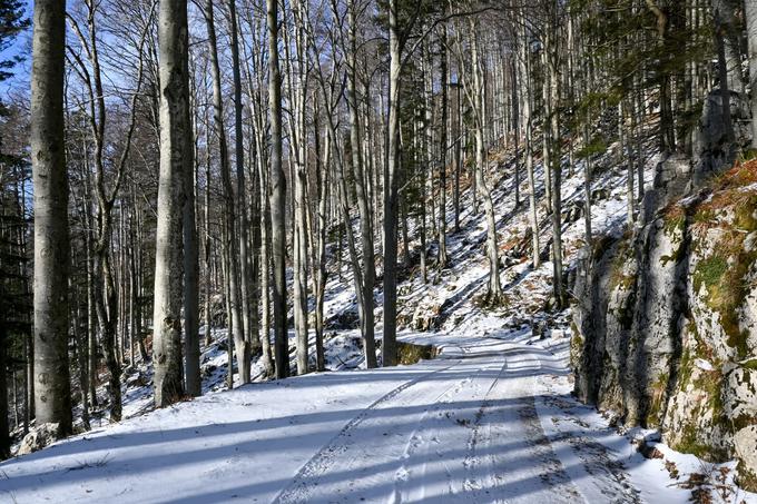 Vzpon po zasneženi gozdni cesti na Poldanovec. Ta se dviga precej zložno. | Foto: Matej Podgoršek