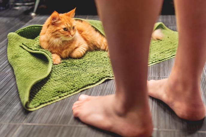 mačka, kopalnica | Foto Shutterstock