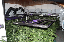 konoplja, trava, droga