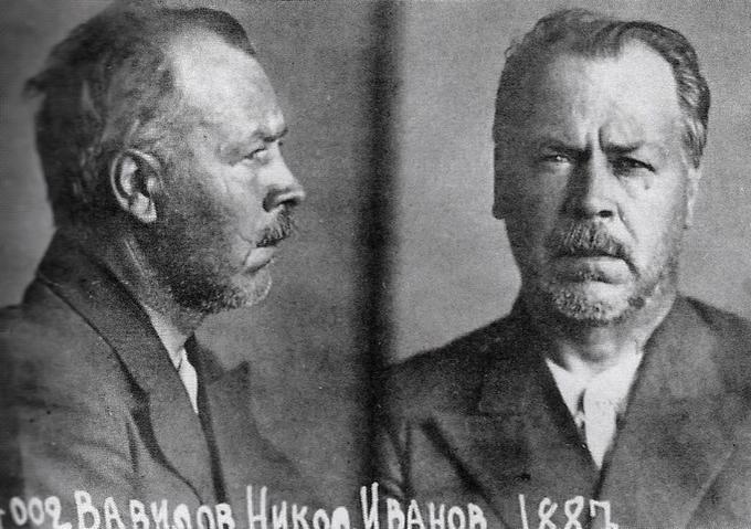 Botanik, agronom in genetik Nikolaj Vavilov (1888–1943) je bil vodja Genetskega inštituta Sovjetske zveze in ugleden znanstvenik, tudi v tujini. Leta 1929 je Vavilov ustanovil Leninovo vsezvezno akademijo kmetijskih znanosti. Vavilov je naprej podpiral Lisenka, nato pa postal njegov kritik, kar je bilo zanj usodno. Leta 1939 sta Lisenko in njegova desna roka Isak Prezent poslala pismo Vjačeslavu Molotovu, v katerem sta Vavilova med drugim obtožila protisovjetske usmeritve. Leto pozneje so Vavilova aretirali (fotografija Vavilova, ki je iz arhiva NKVD, je iz tega obdobja). Vavilova je sovjetska oblast rehabilitirala v 60. letih, ko je Lisenko izgubil ves svoj vpliv. | Foto: Thomas Hilmes/Wikimedia Commons