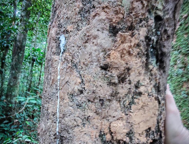 Argentina, Brazilija | Foto: K. M.