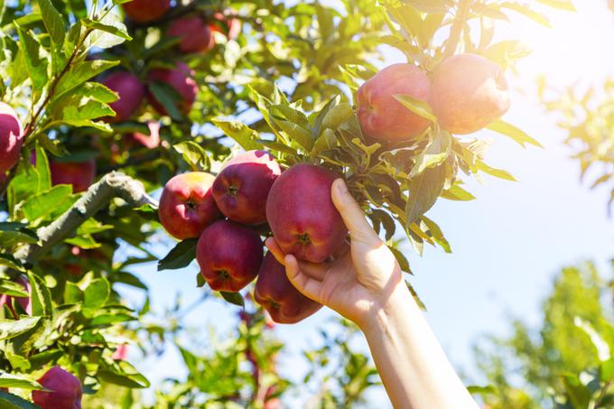 Ob obiranju jabolk z jablan z njimi ravnajte tako previdno, kot da bi šlo za kokošja jajca.  | Foto: Getty Images