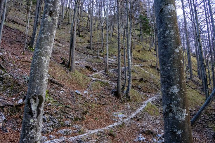 Ko prečkamo potok, nas čaka takšen cikcak vzpon po strmem pobočju. | Foto: Matej Podgoršek