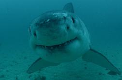 Na programu Discovery se začenja 30. izdaja tedna morskih psov #video