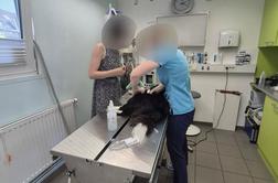 Več psov in mačk poginilo v sumljivih okoliščinah