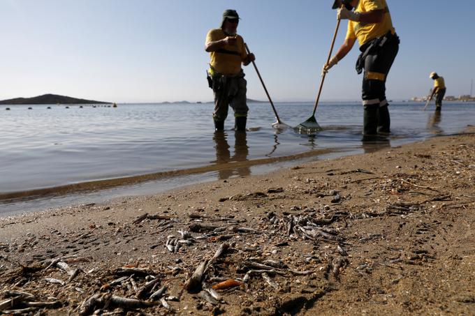 Mar Menor pogin rib | Foto: Reuters