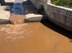 Gaženica