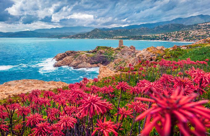 Poletna scena na otoku Korzika | Foto: Shutterstock