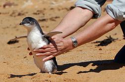 Na Novi Zelandiji odkrili fosil pingvina