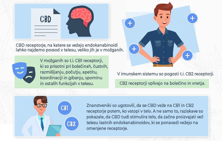 Endokanabinoidi in telesu podobni kanabinoid CBD se vežejo na t.i. receptorje, ki vplivajo na različne funkcije v telesu. | Foto: 