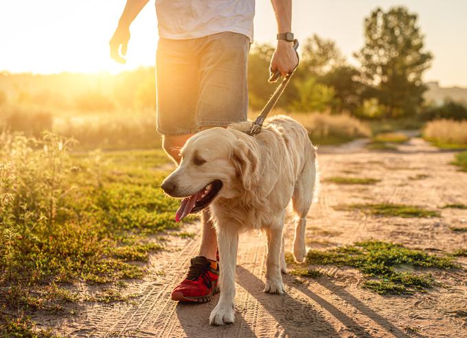 sprehajanje psa | Foto: Shutterstock