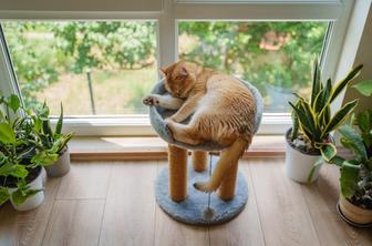 Razvezani zakonci si bodo lahko delili skrbništvo nad hišnimi ljubljenčki