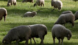 V Rimu bodo parke urejali z ovcami in kozami