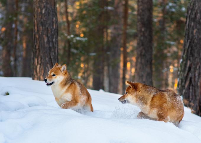 Njihova dlaka je dvoslojna, kar jih ščiti pred mrazom. | Foto: Shutterstock