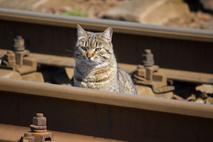 Mačka na tirih