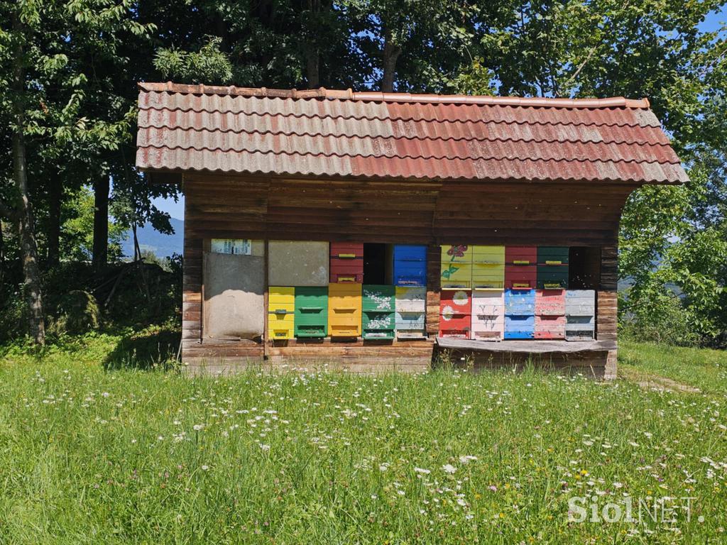 Čebelnjak medved razdejanje