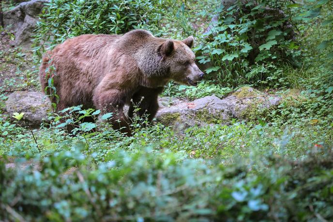 medved, napad medveda | Gozdarska služba medveda še išče. | Foto Gulliverimage